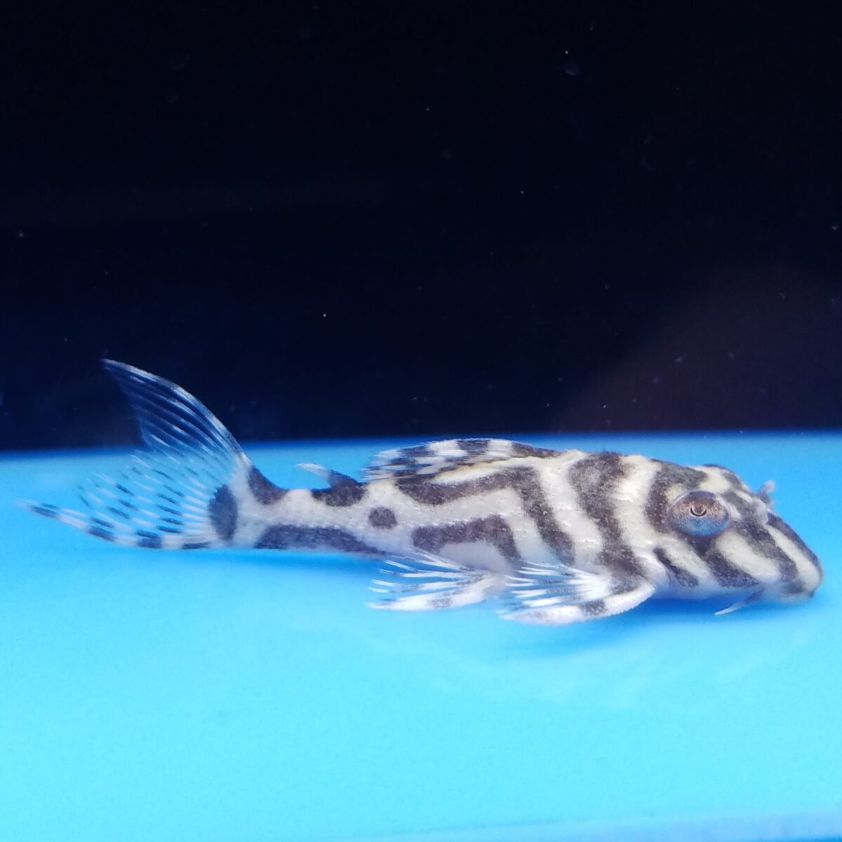 エントリーNO011