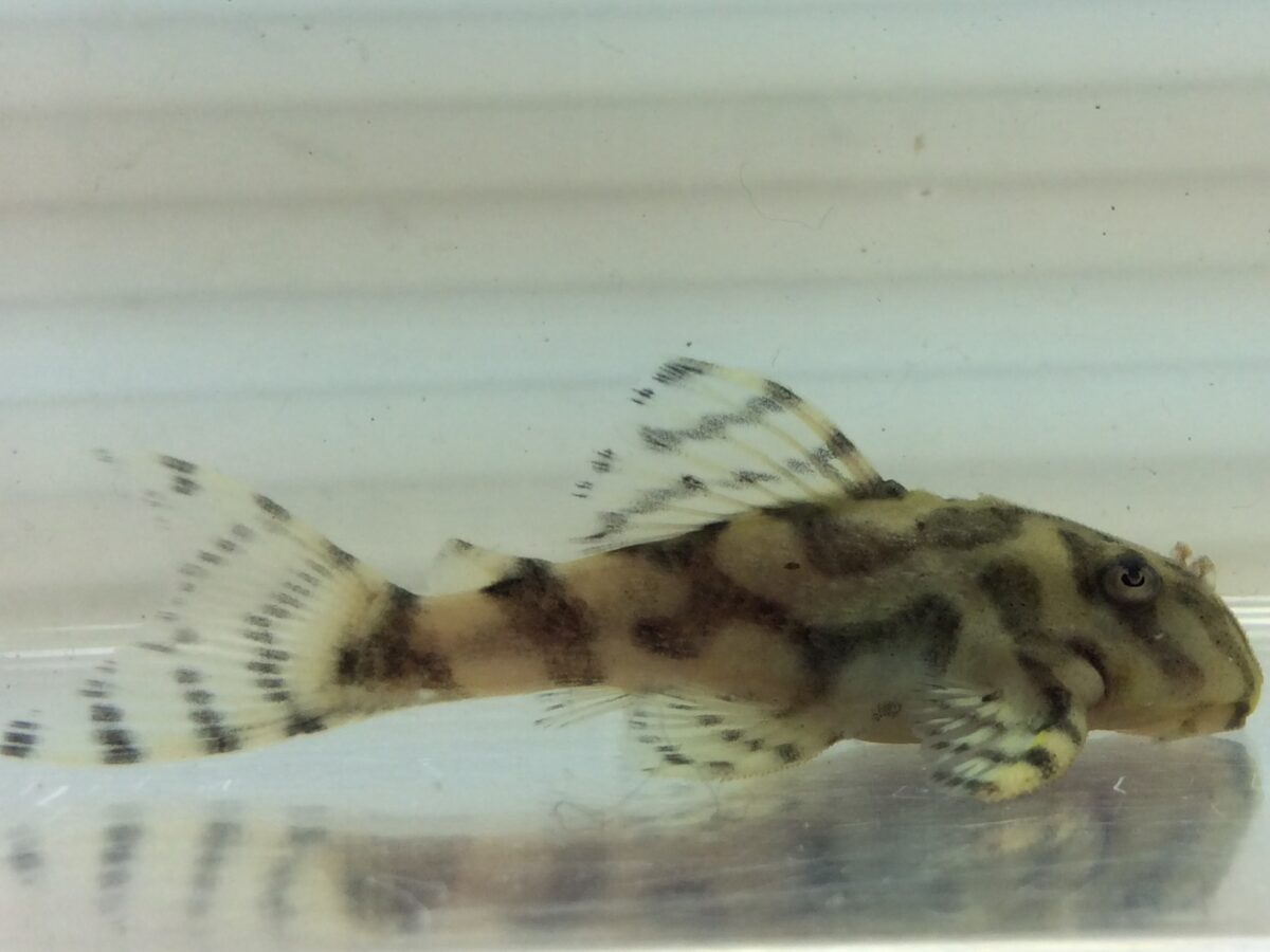 エントリーNO071