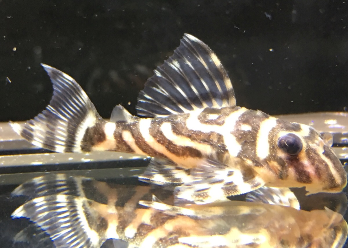 エントリーNO065