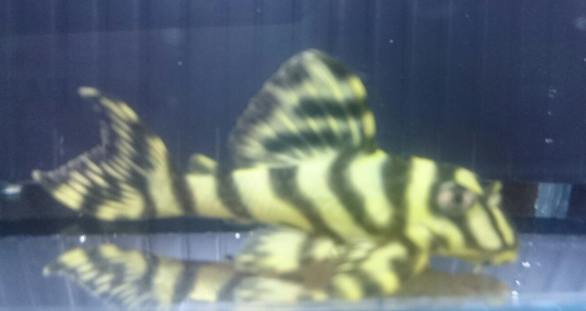 エントリーNO003