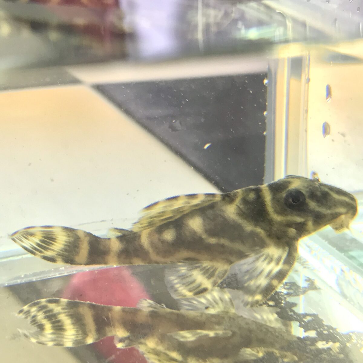 エントリーNO054