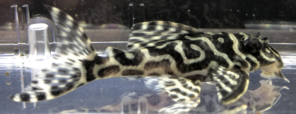 エントリーNO112