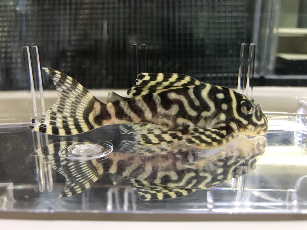 画像参加　エントリーNO021