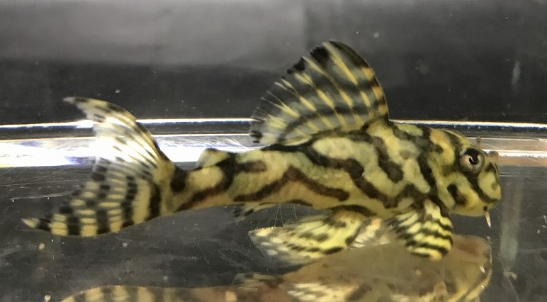 エントリーNO099