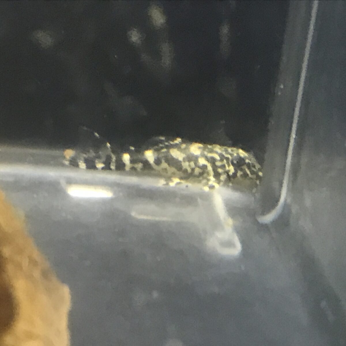 エントリーNO057