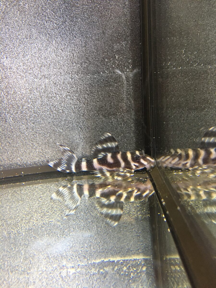 エントリーNO019