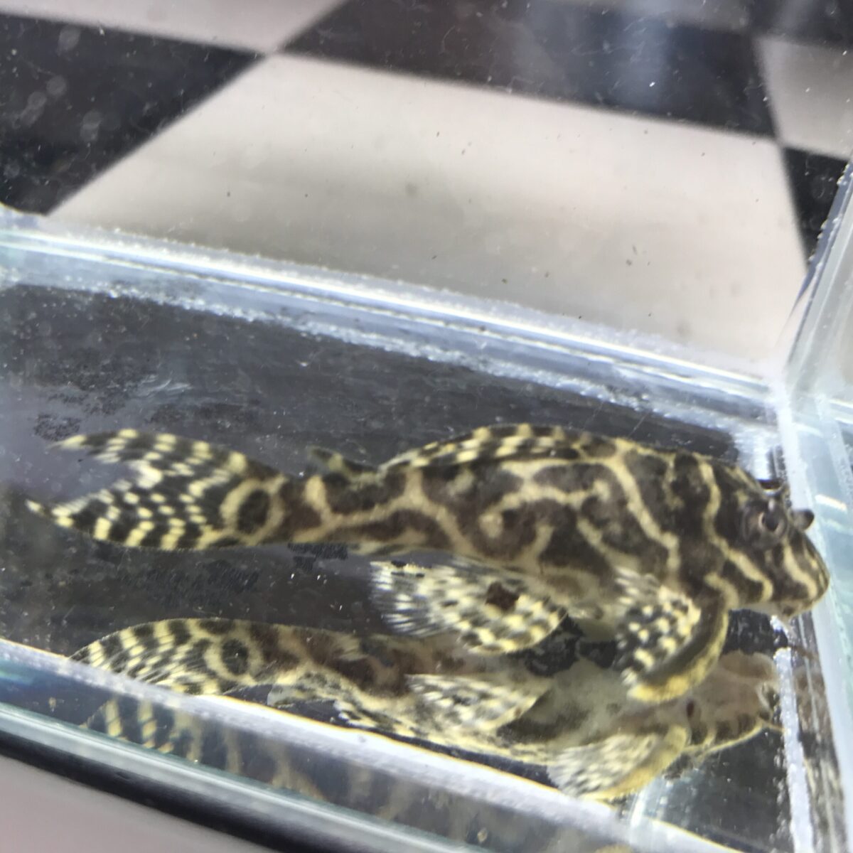 エントリーNO053