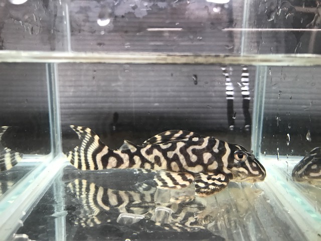 画像参加　エントリーNO041