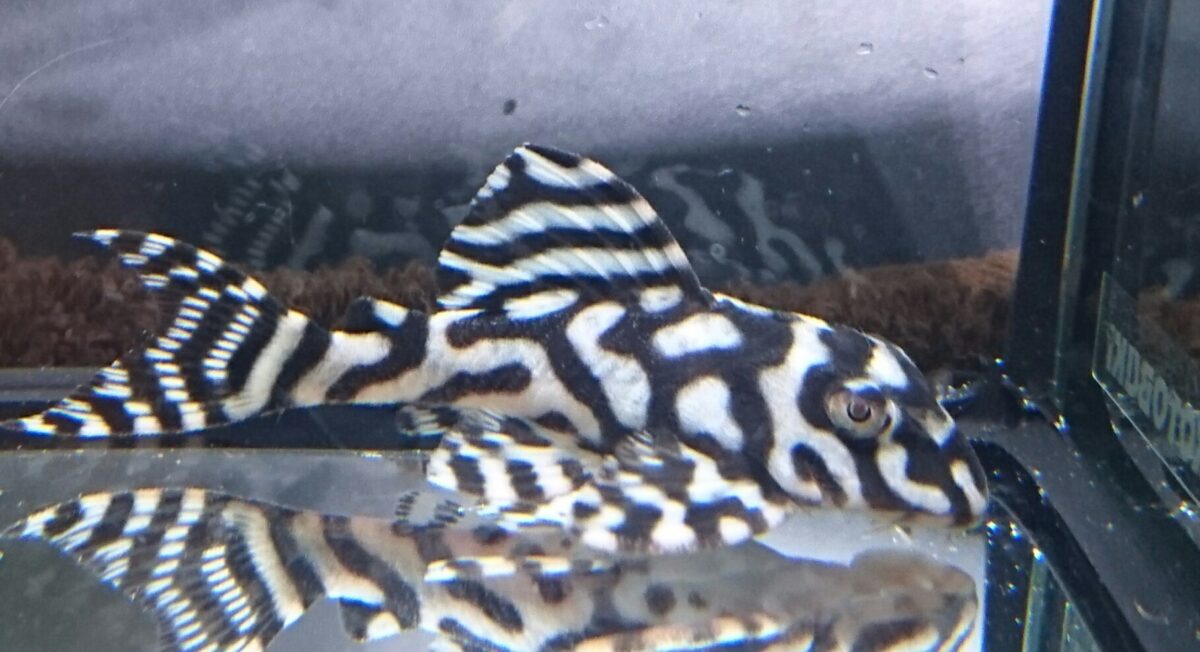 エントリーNO079