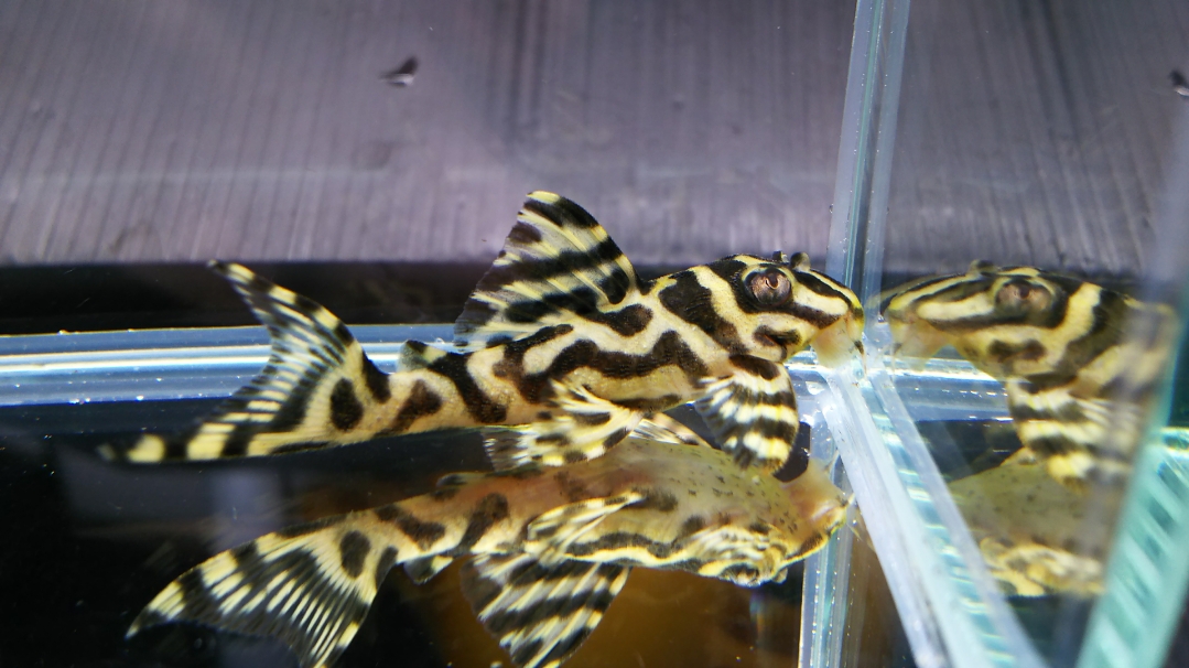 画像参加　エントリーNO042