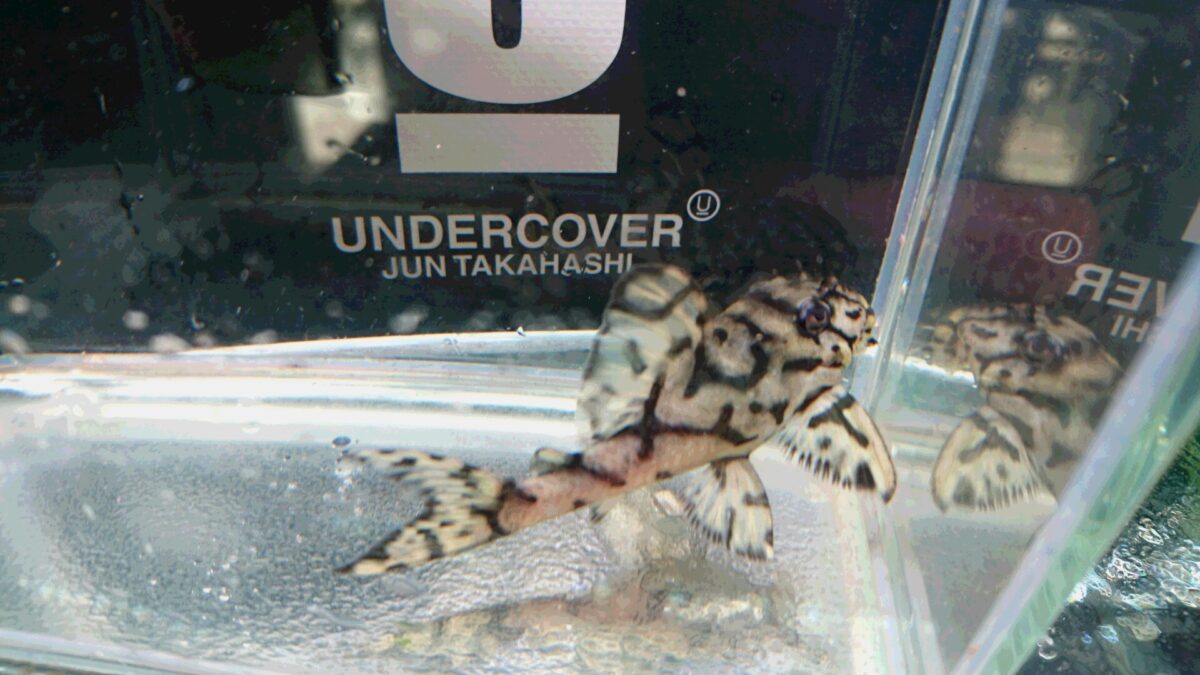 エントリーNO083