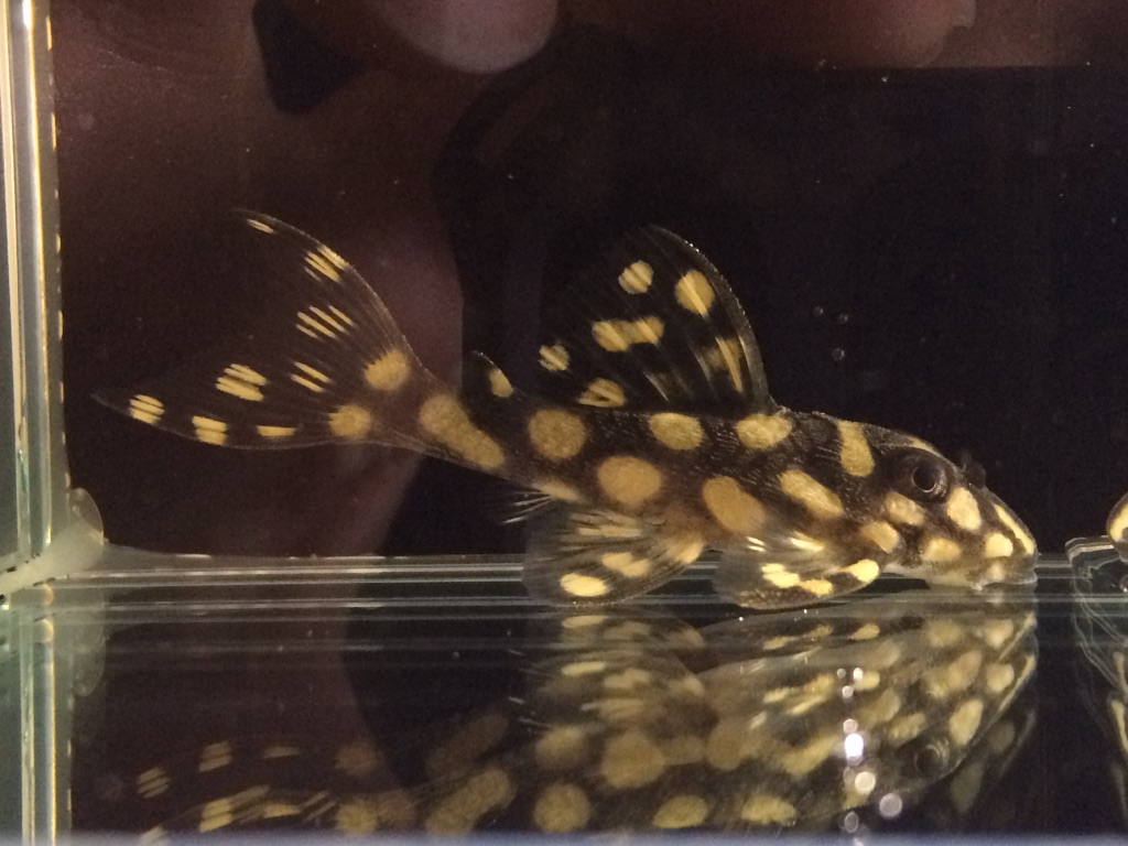 エントリーNO060