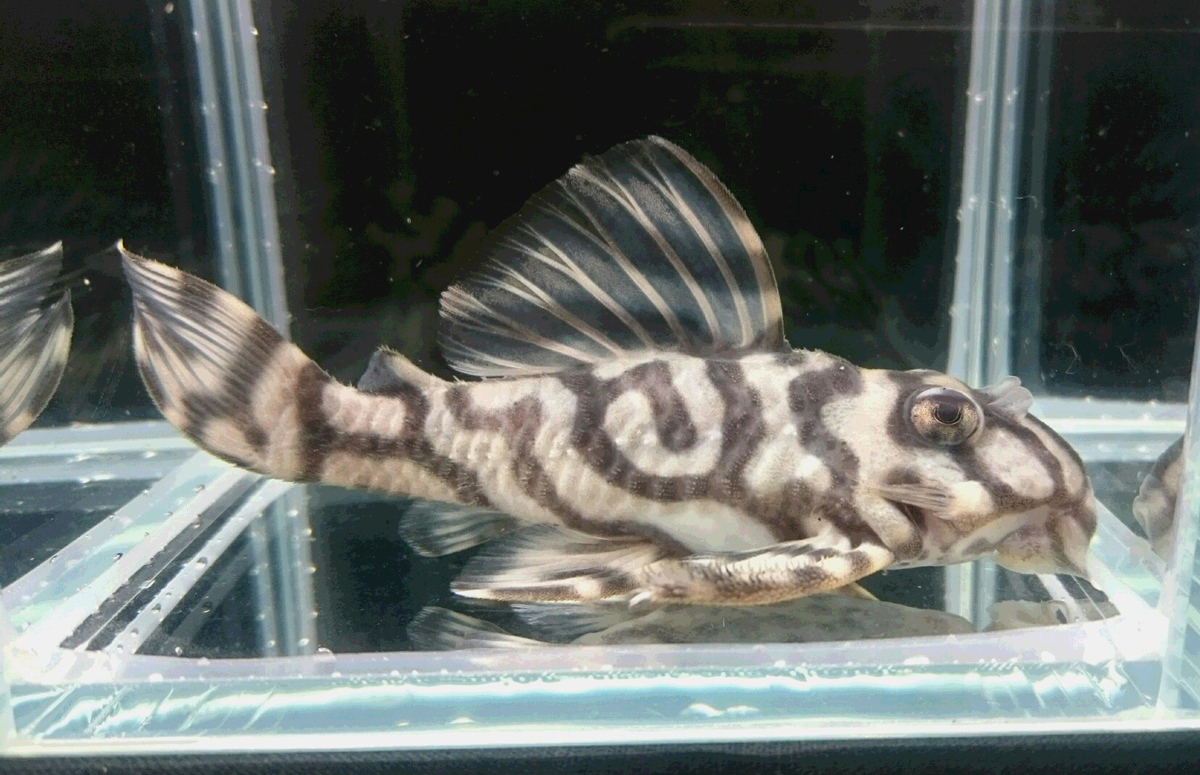 画像参加　エントリーNO056