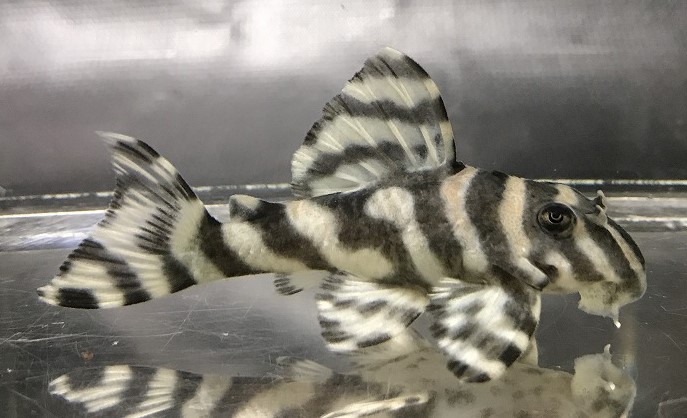 エントリーNO097