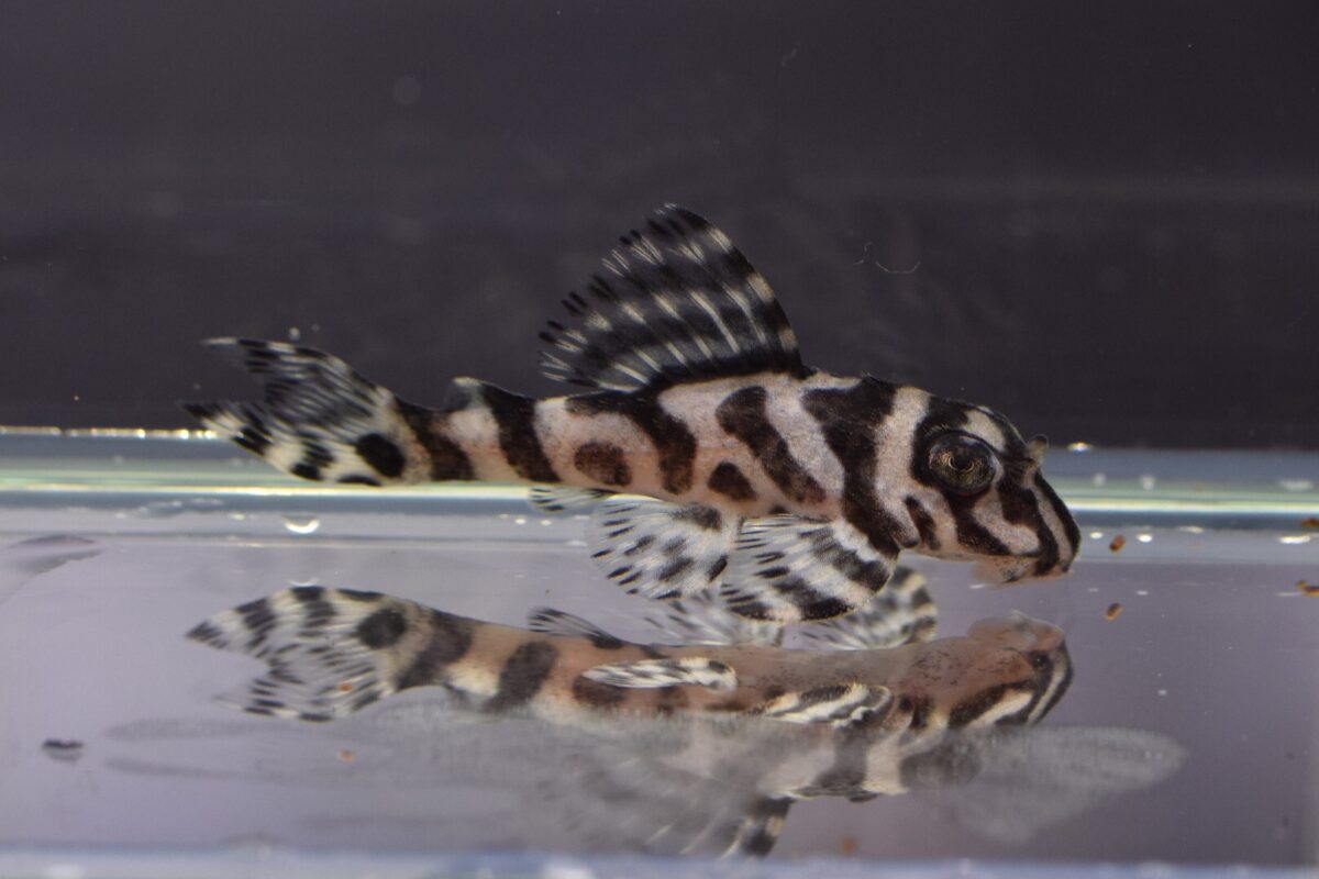 エントリーNO034