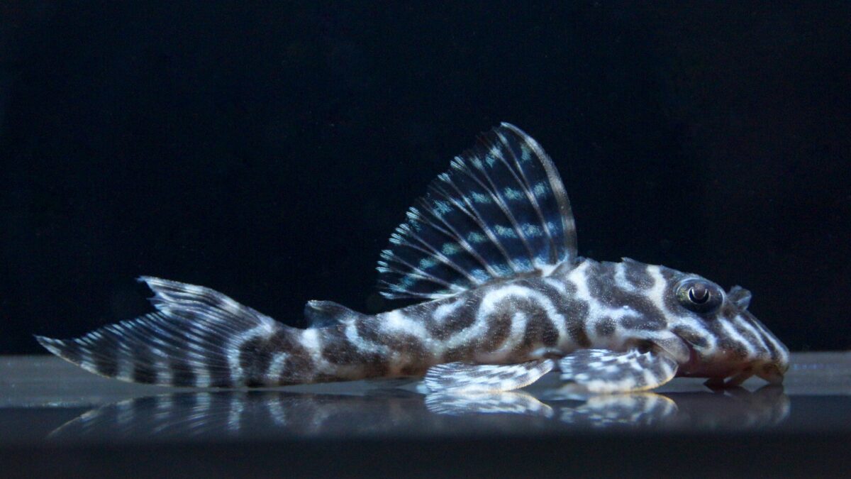 エントリーNO105