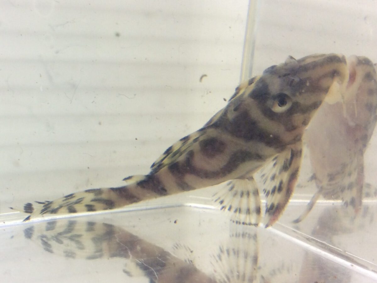 エントリーNO077