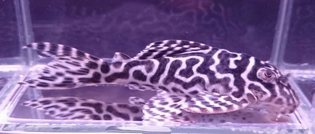 画像参加　エントリーNO077