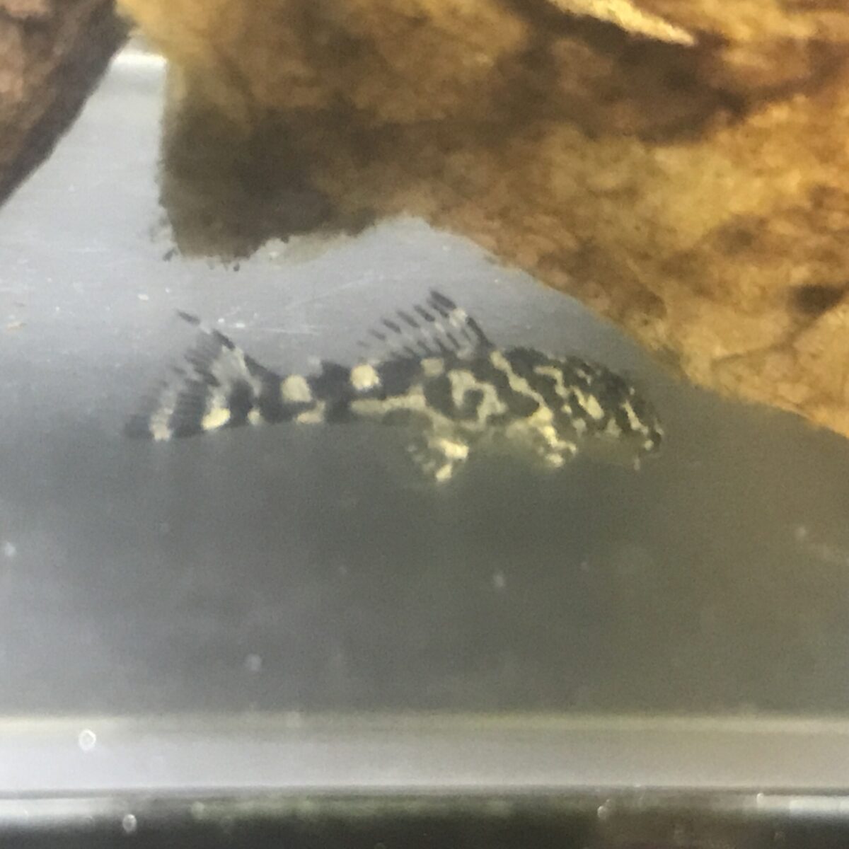 エントリーNO056