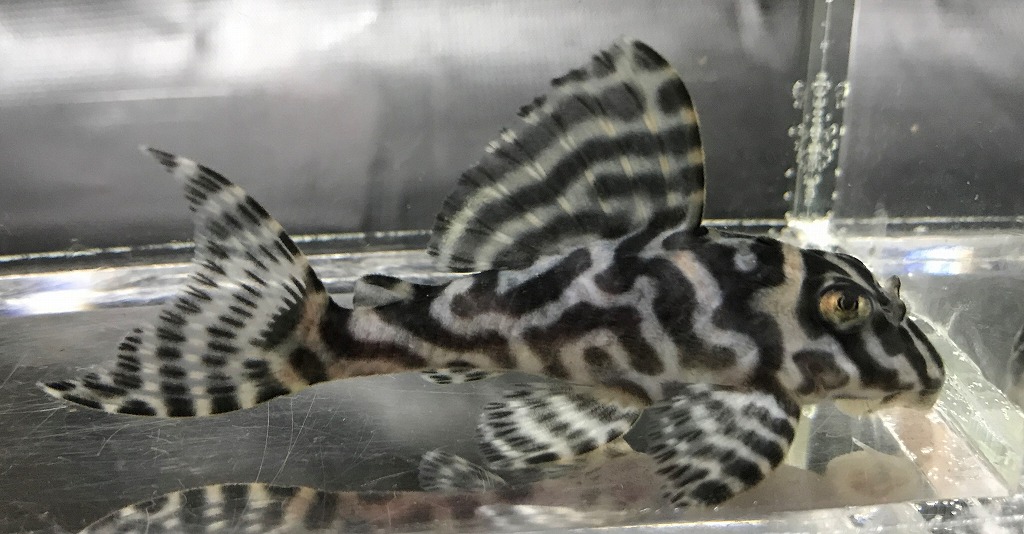 エントリーNO116