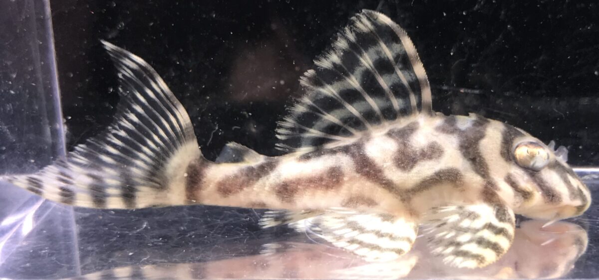 画像参加　エントリーNO065