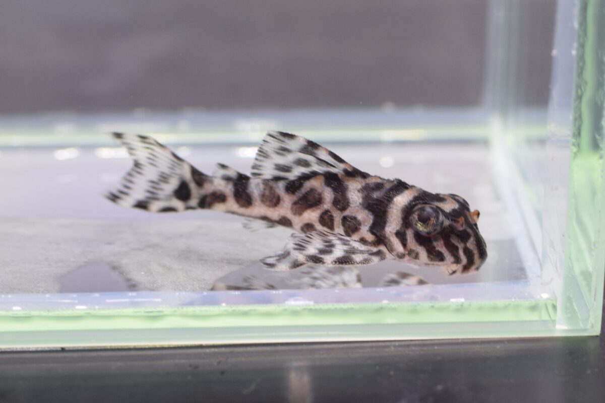 エントリーNO035