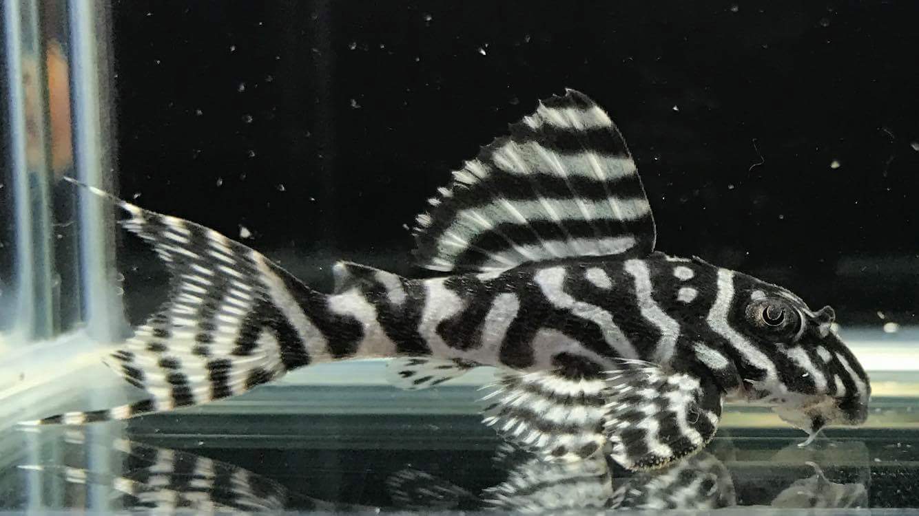 エントリーNO067