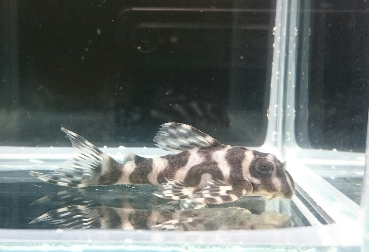 画像参加　エントリーNO057