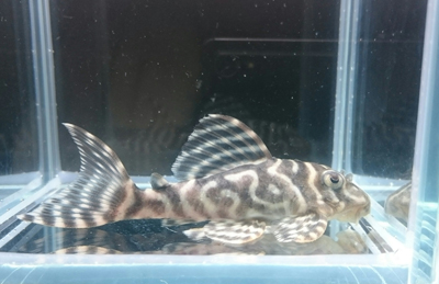 画像参加　エントリーNO056