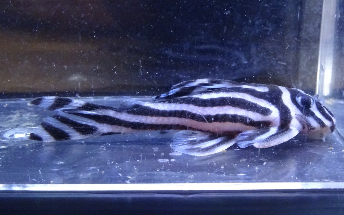 画像参加　エントリーNO061