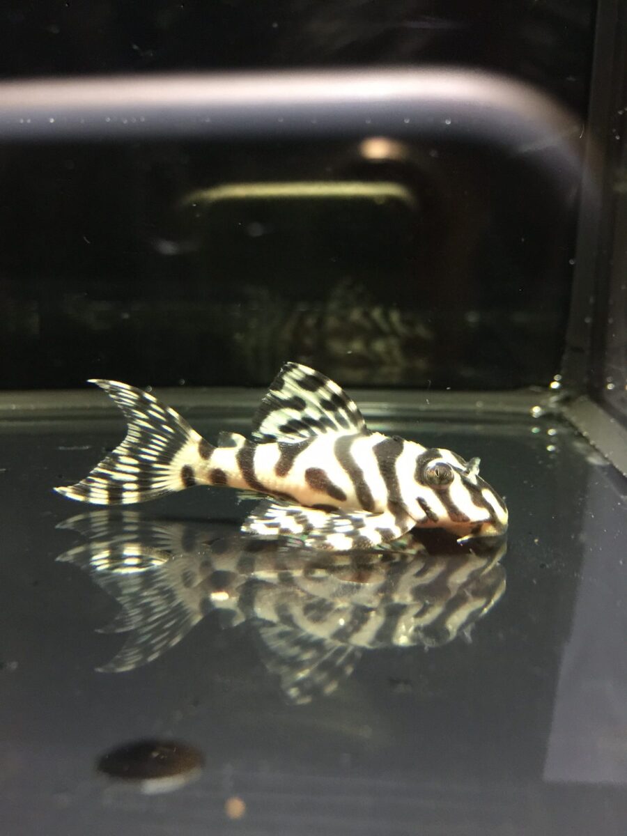 エントリーNO041