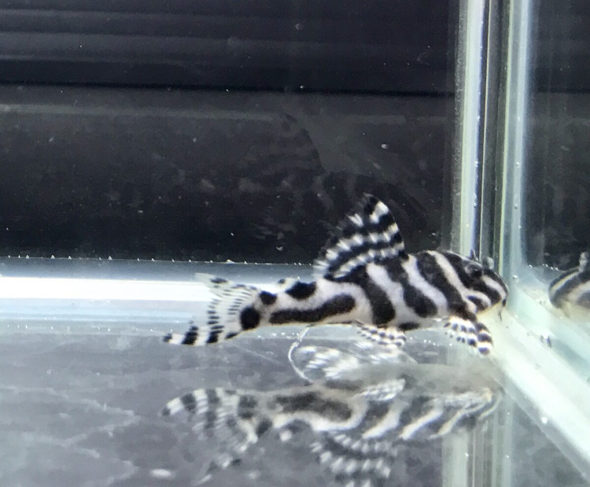 エントリーNO048