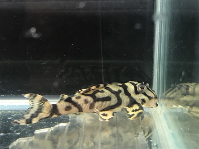 画像参加　エントリーNO003