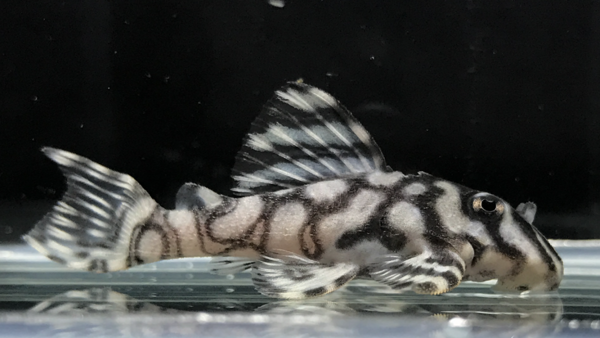 エントリーNO090