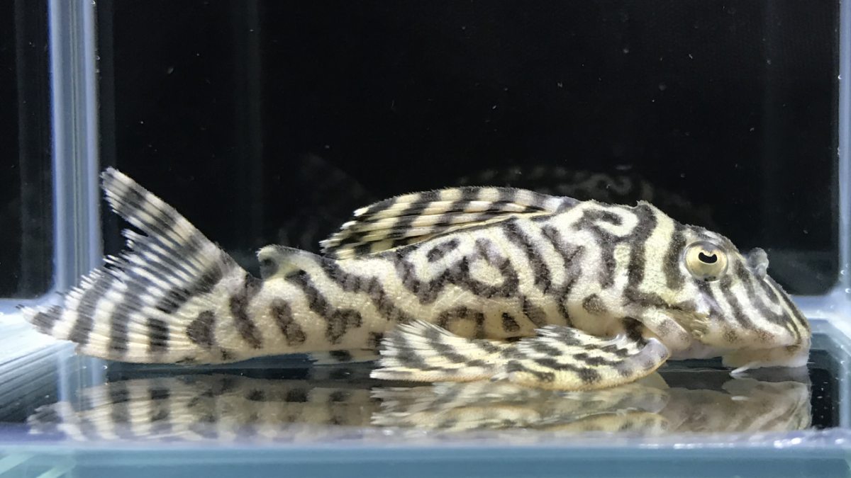 画像参加　エントリーNO066