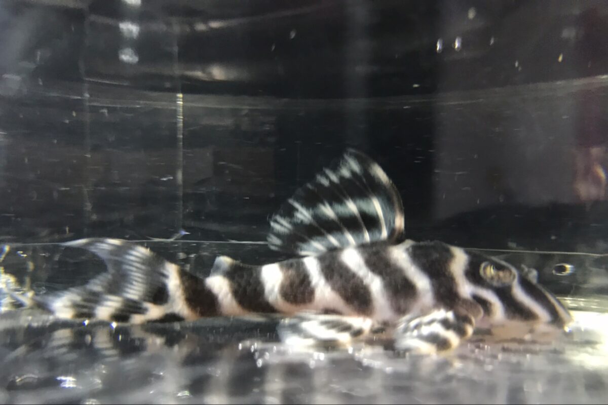 エントリーNO115