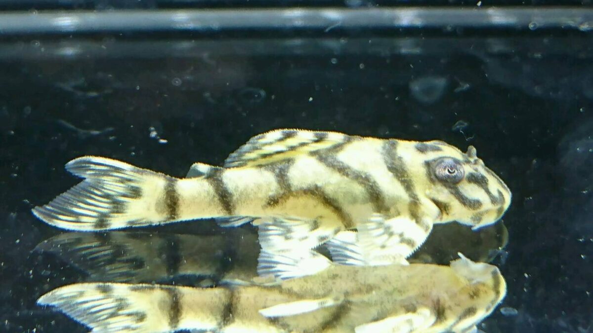 エントリーNO012