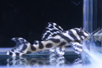 画像参加　エントリーNO029