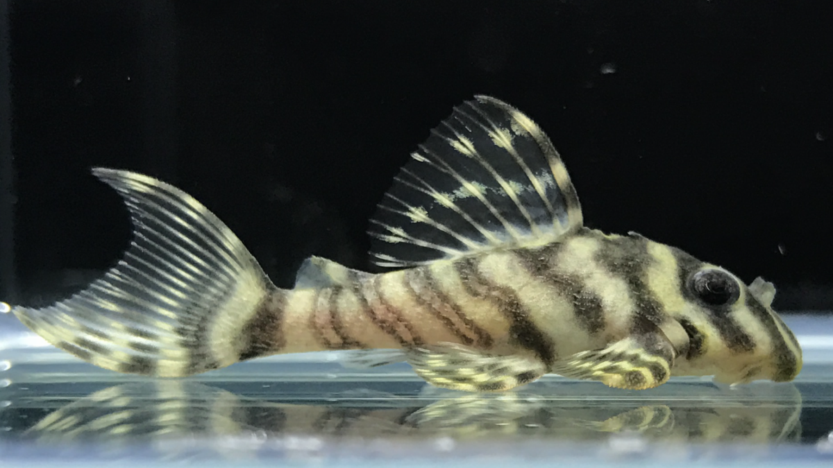 エントリーNO093