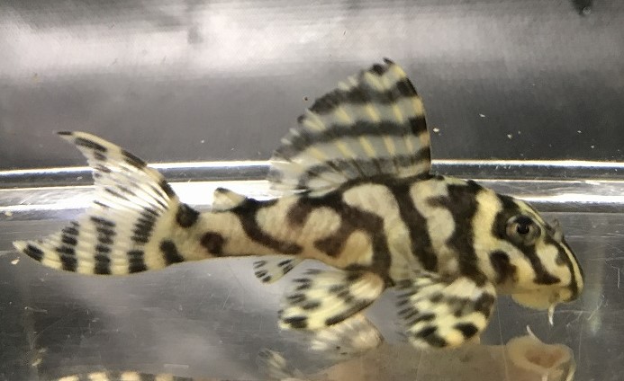 エントリーNO102