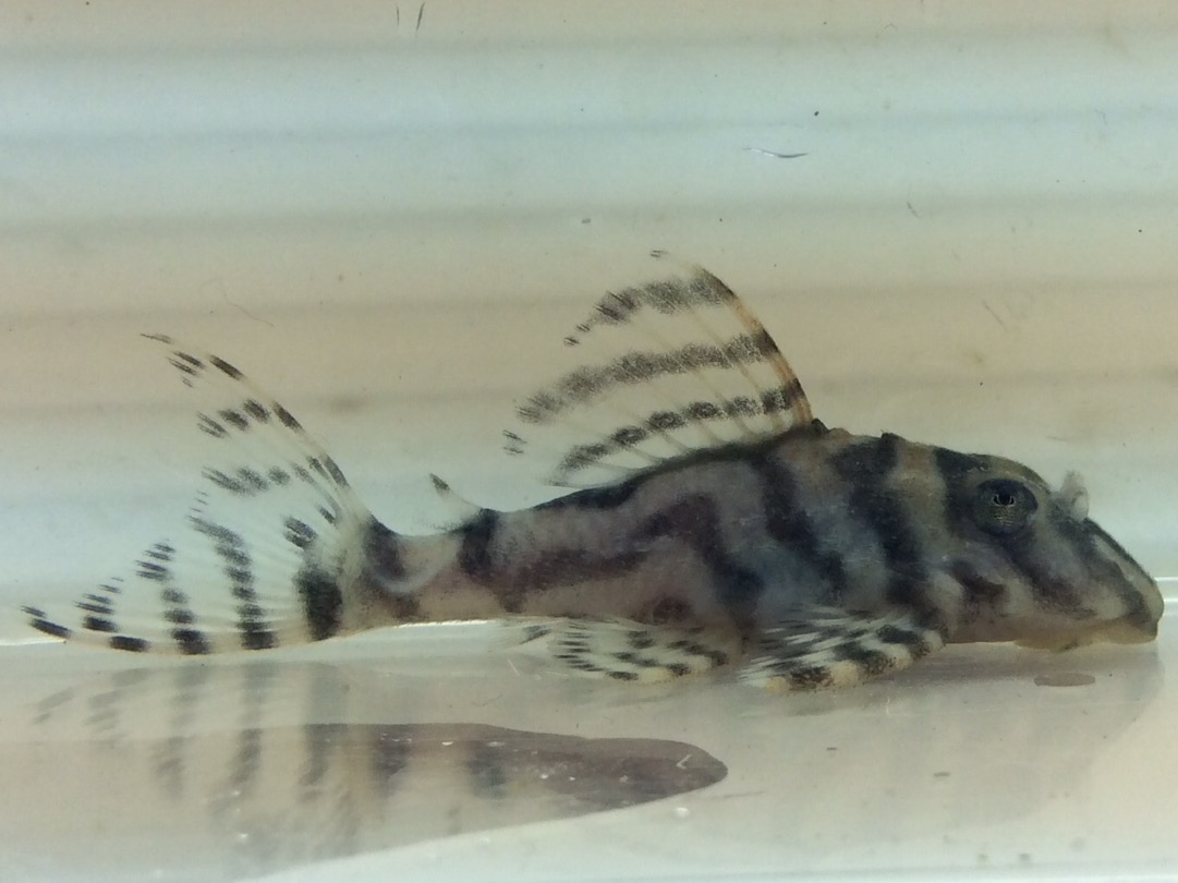 エントリーNO072