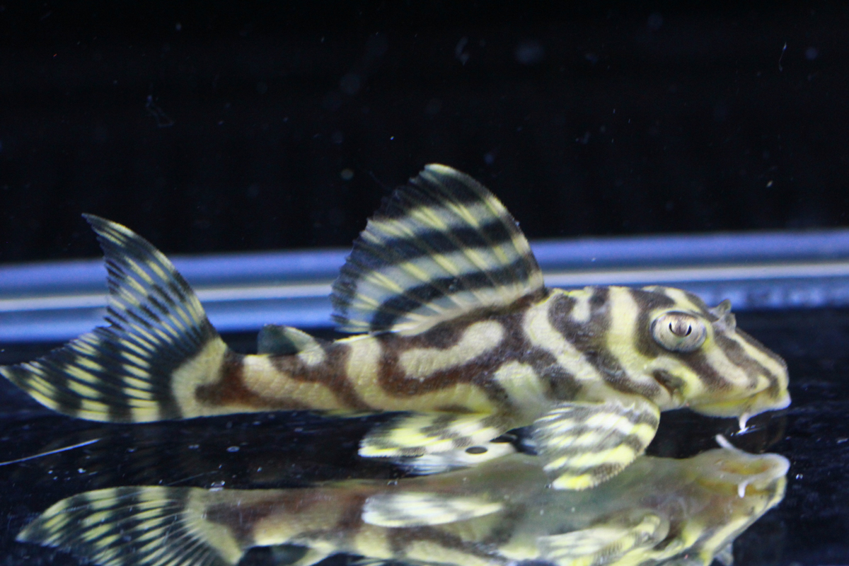 画像参加　エントリーNO072