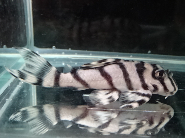 エントリーNO086