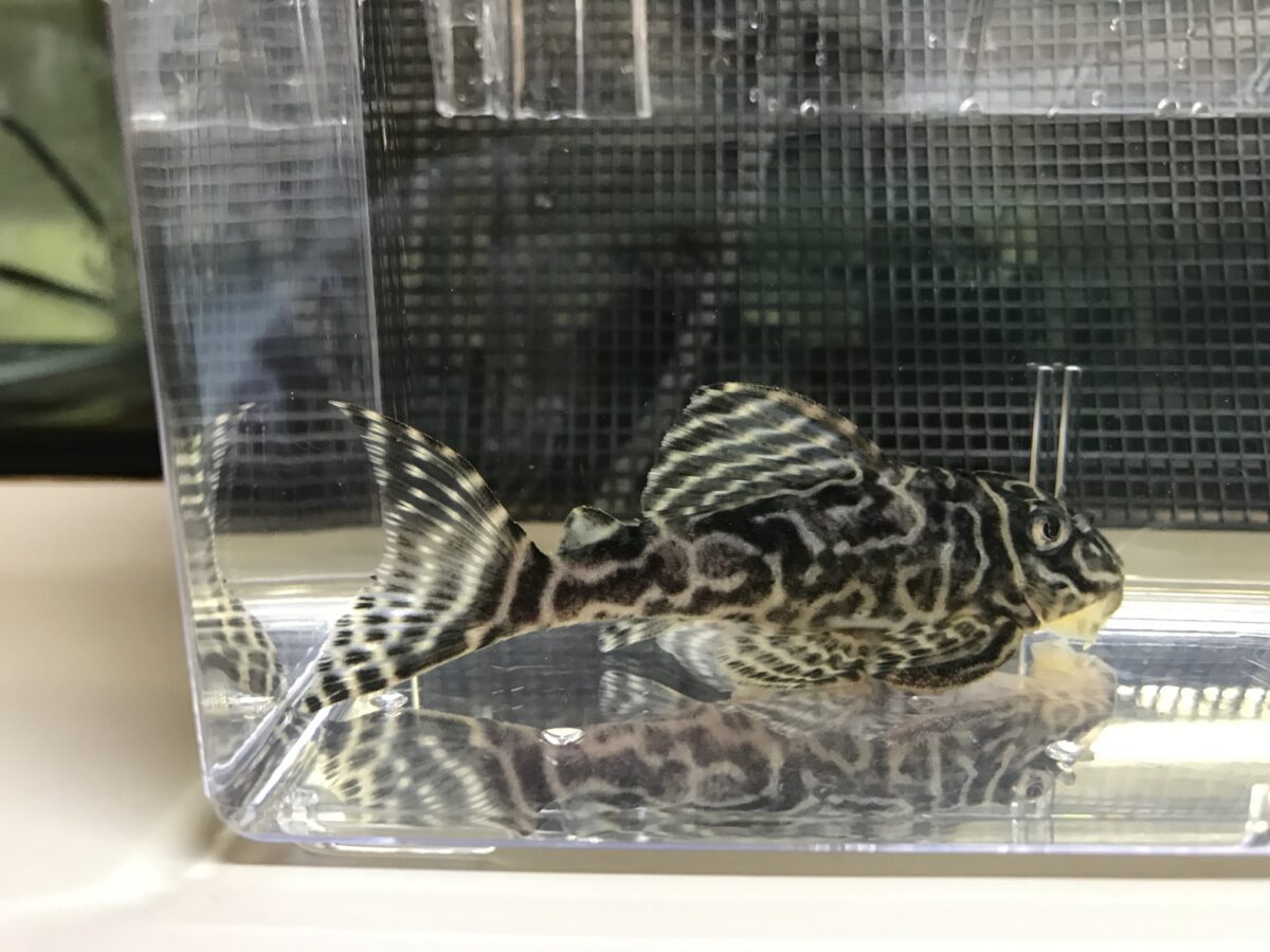 画像参加　エントリーNO022