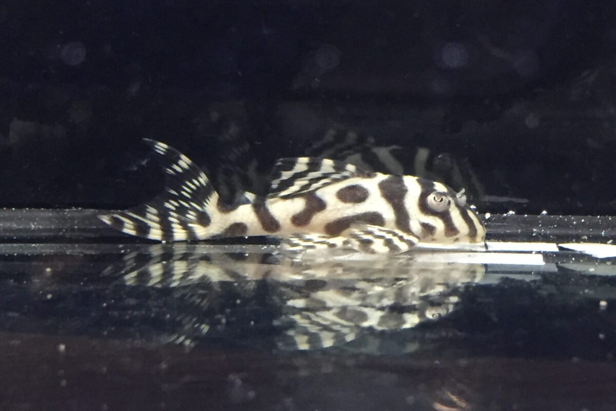 画像参加　エントリーNO009