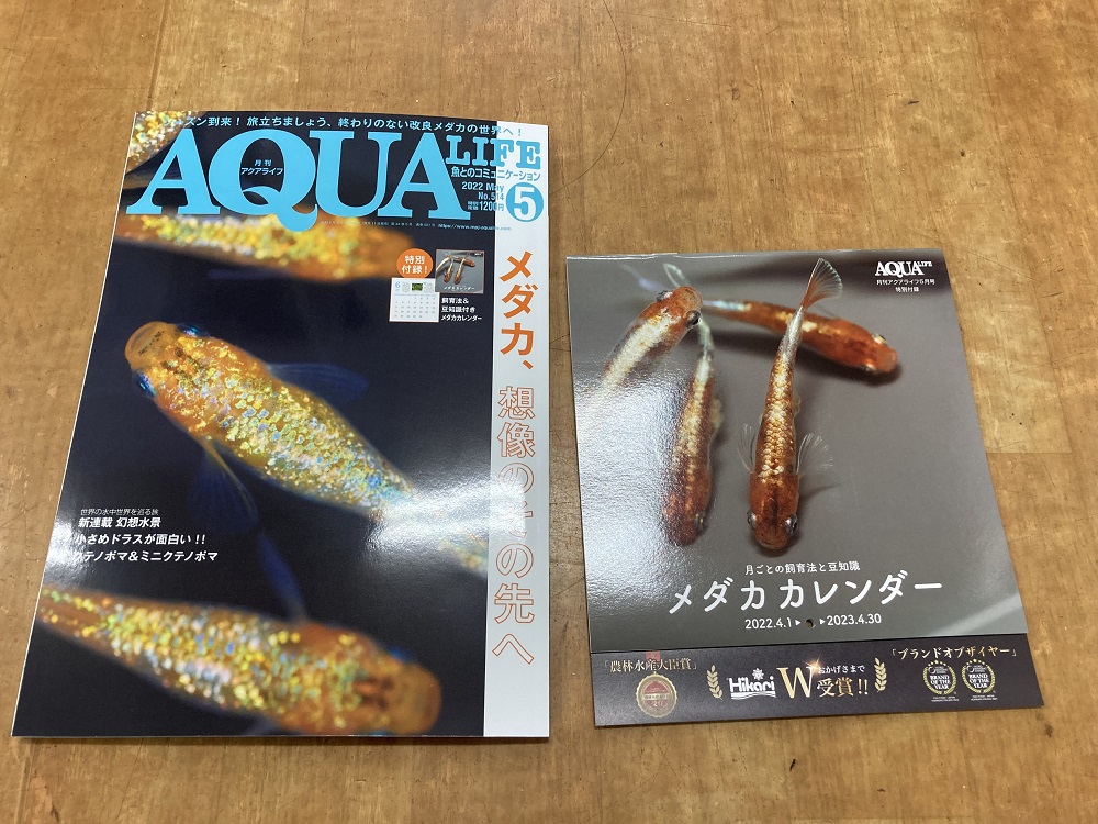 アクアライフめだか特集