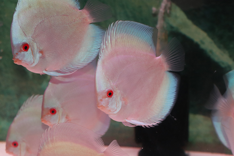 ラフレシア体着中PR