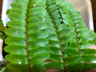 沖縄のシダ植物