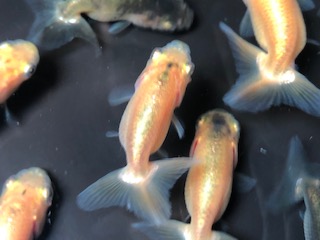 らんちゅう黒仔の色変わり
