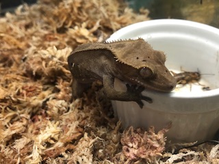 らんちゅう黒仔の色変わり